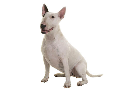 Bull Terrier Dog Breed Information | Purina