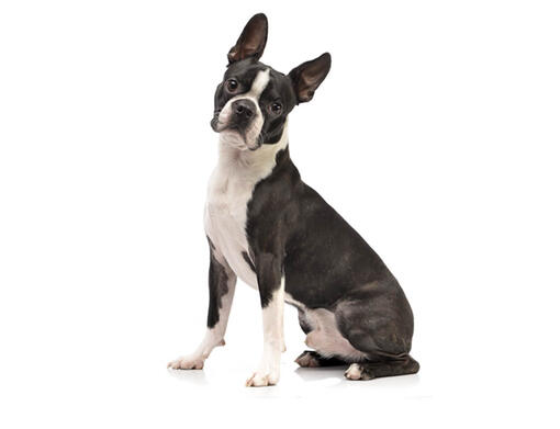 Boston Terrier Dog | Purina