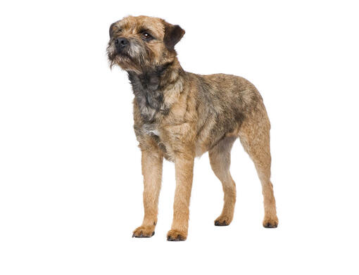 how much exercise does my border terrier need