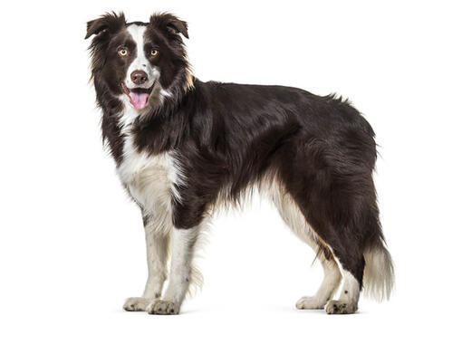 do all border collies have long hair