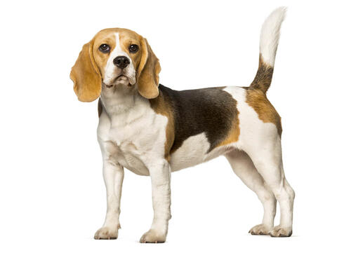 what is the personality of a beagle dog