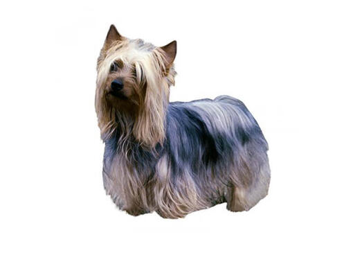 Australian Silky Terrier