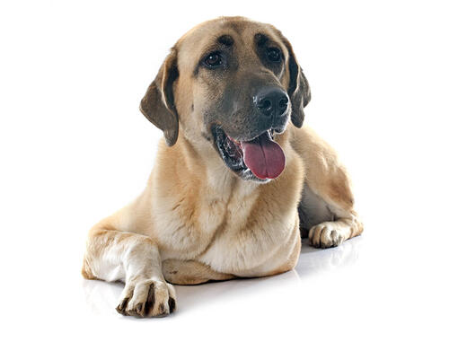 are anatolian shepherd dog hypoallergenic