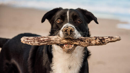 Borador carrying a stick