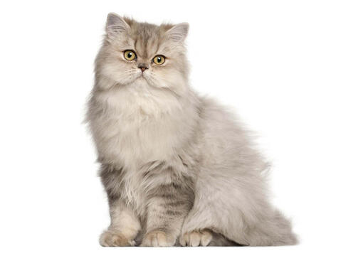 Gato PNG , Clipart De Gato PNG , Pata De Gato PNG , Gato PNG Imagem PNG e PSD Pa