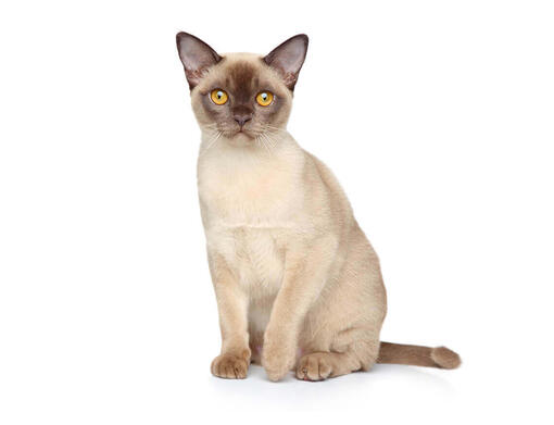 are burmese cats like dogs