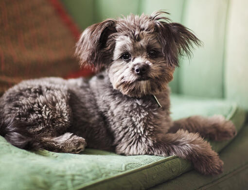 Yorkie Poo