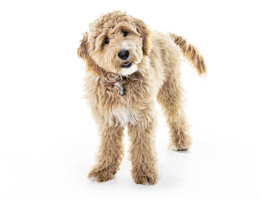 are goldendoodles good family pets