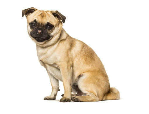 are pugs a cross breed