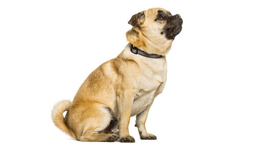 Chug dog sitting sideways