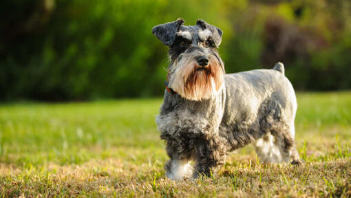 Grey dog standing in a field