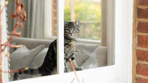 Kitten looking out the window at home