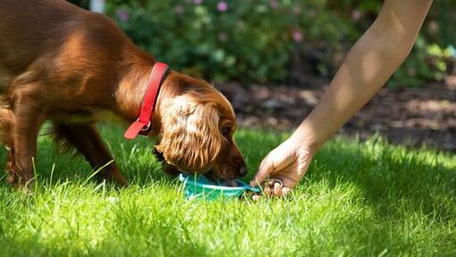 Dog is eating something tasty in the garden