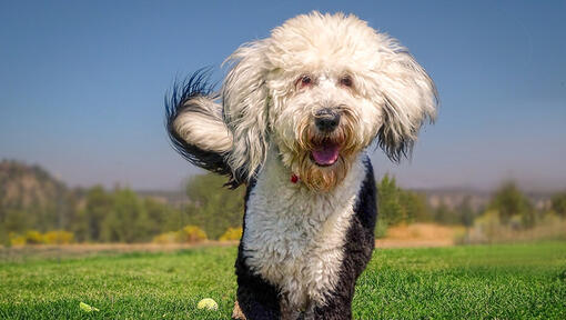 Sheepadoodle Dictionary Definition – Doodle Dog Town