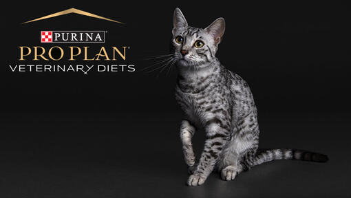 pro plan vet diets cat