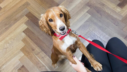 dog wearing lead at home