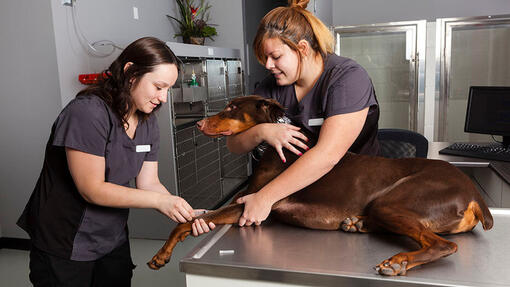 Two Vet Makes a Blood test