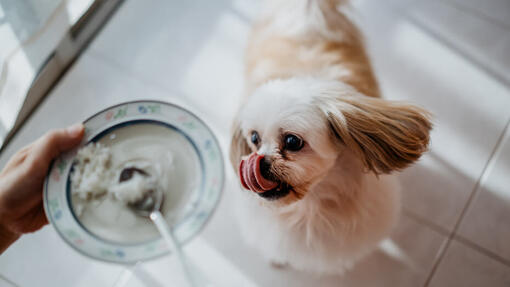 Dog watching on the plate with the rice