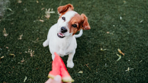 Owner offers watermelon to his dog