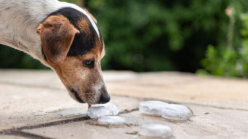 Smooth Jack Russell Terrier licks ice