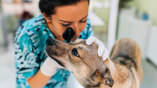 Vet checking a dog's eye