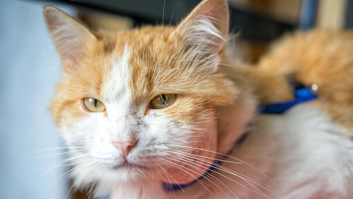 Cat with brown and white fur