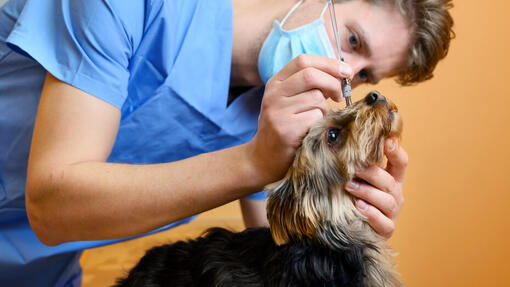 can glaucoma be treated in dogs