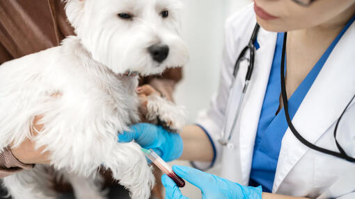 White dog on the vet check