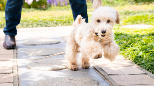 White dog playing in the yard