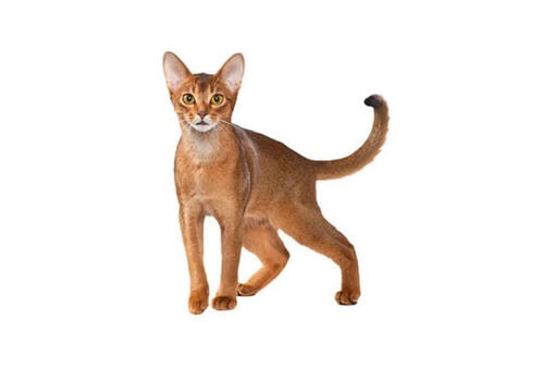 Abyssinian Body