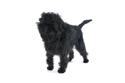 Affenpinscher