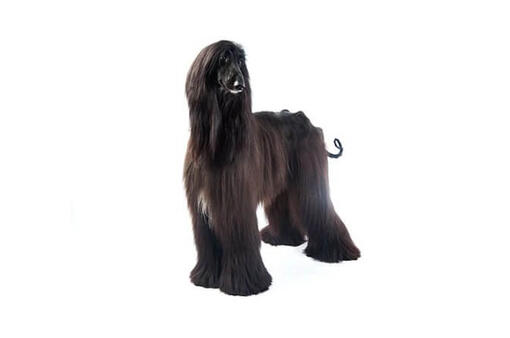 Afghan Hound