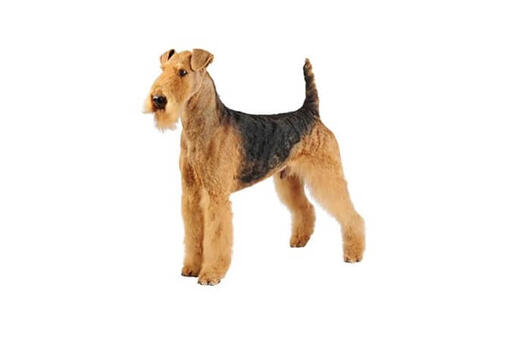 Airedale Terrier