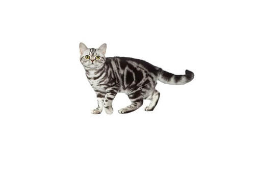 American Shorthair