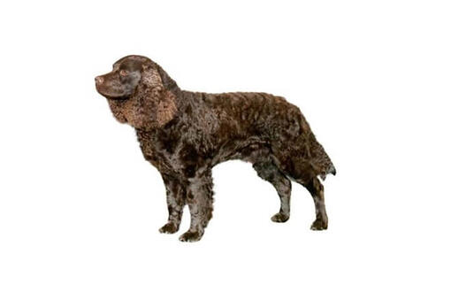 American Water Spaniel