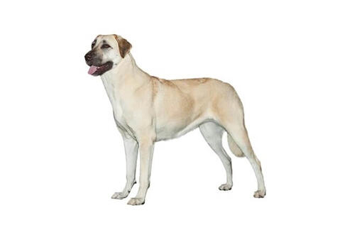 Anatolian Shepherd Dog