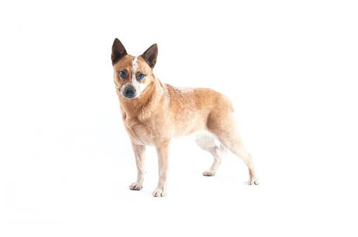 Australian Cattle Dog