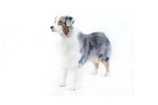 Australian Shepherd