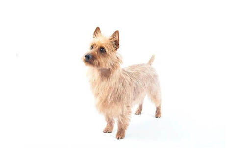 Australian Terrier