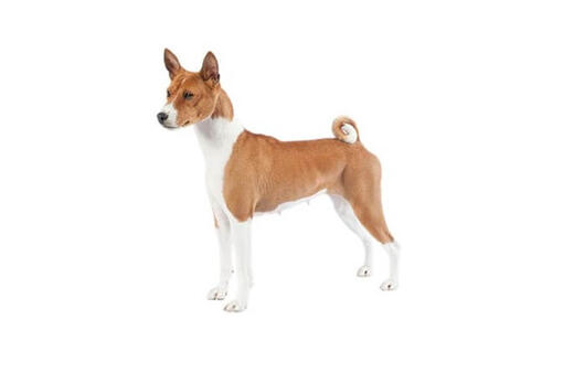 Basenji