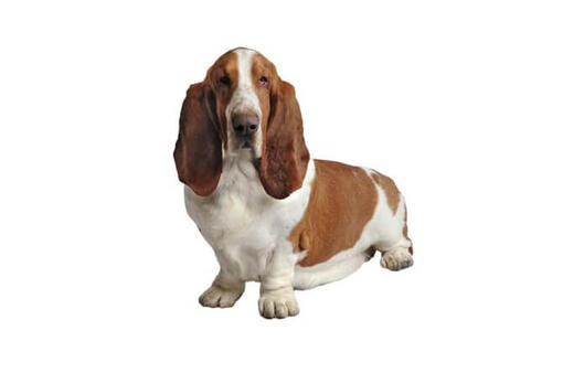 Basset Hound