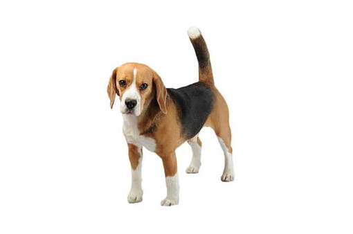 Beagle