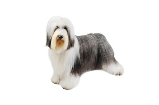 Bearded Collie