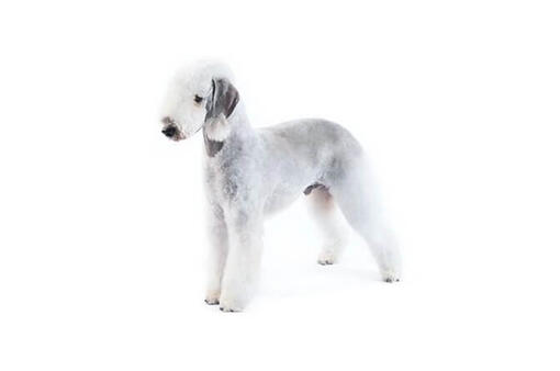 Bedlington Terrier