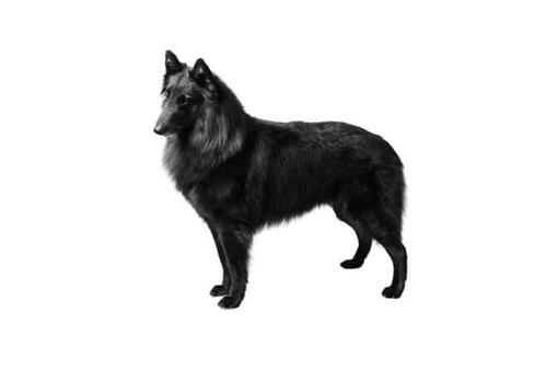 Belgian Shepherd