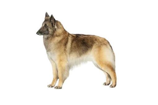 Belgian Tervuren