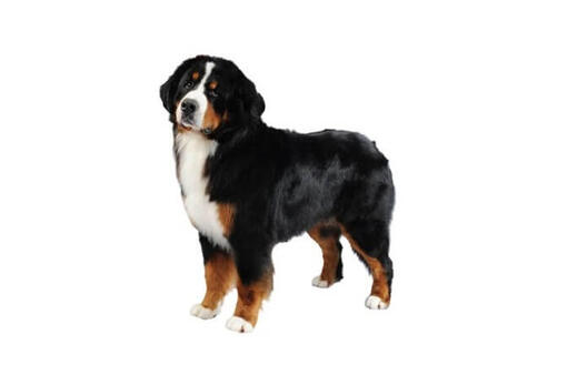 Bernese Mountain Dog