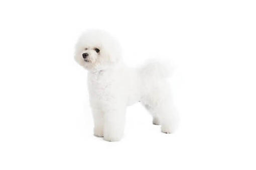 Bichon Frise