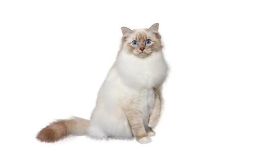 Birman 