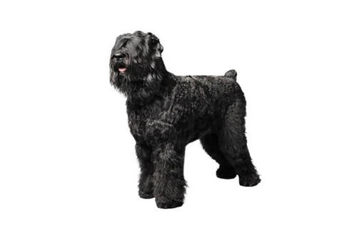 Black Russian Terrier